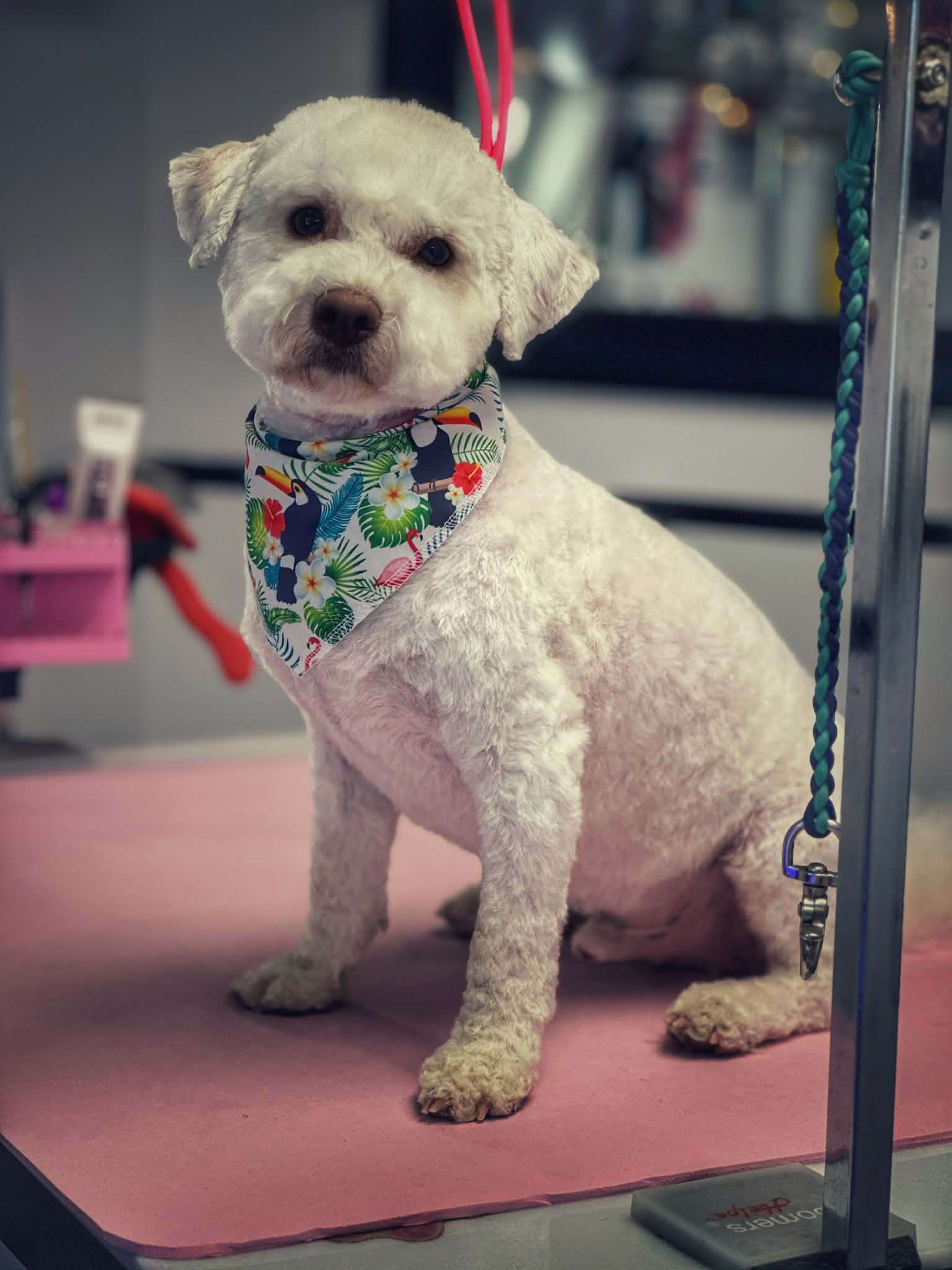 Short coated groomed dog