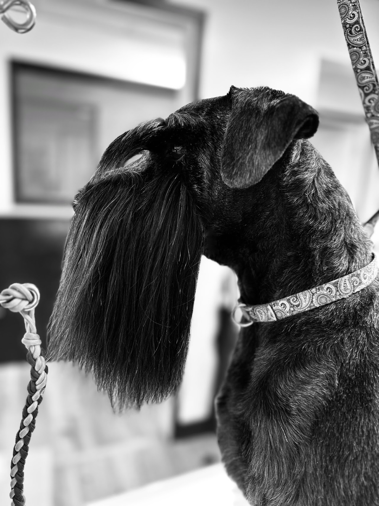 Black and white dog with bow tie