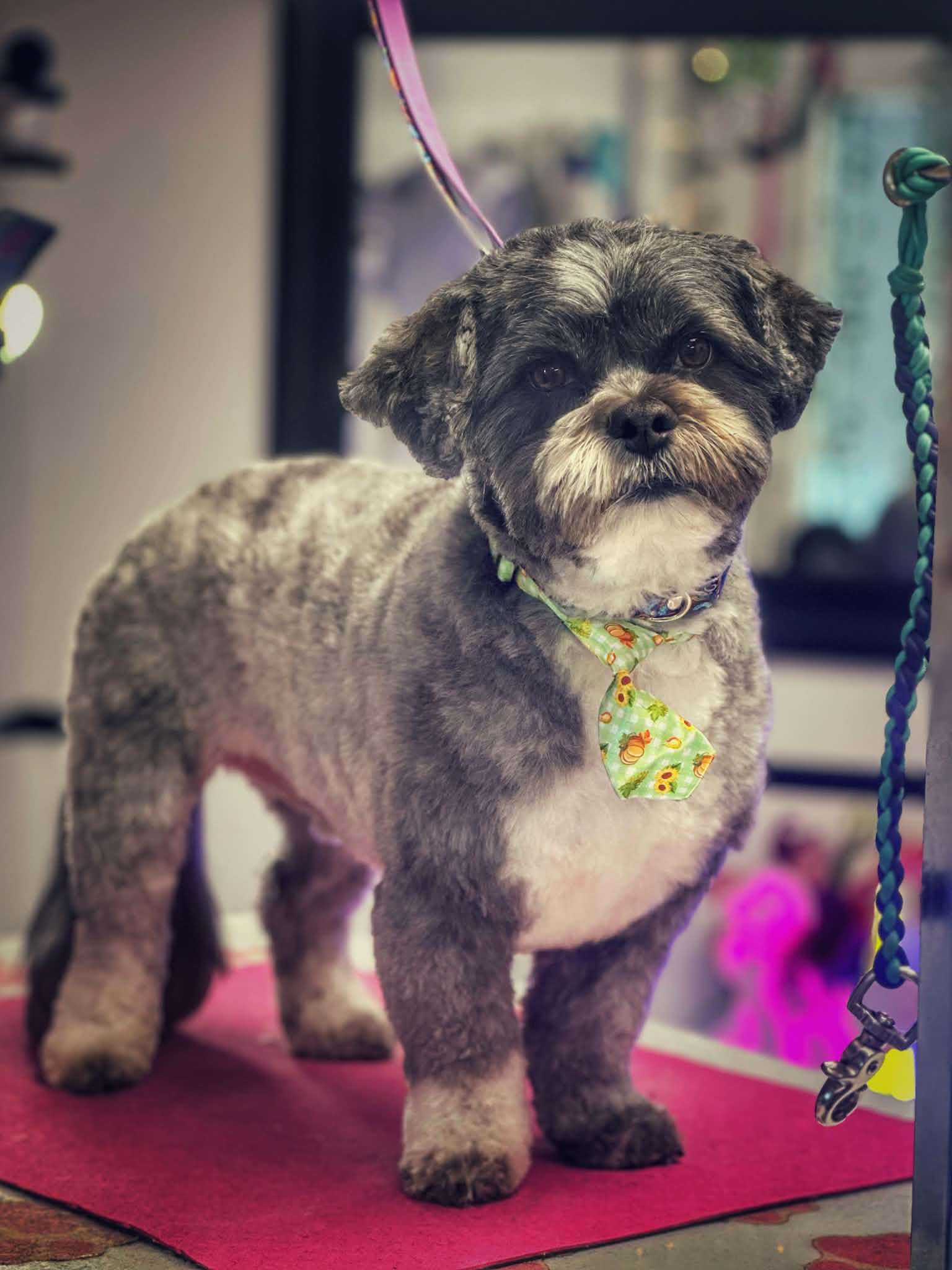 Small dog with sunflower bandana