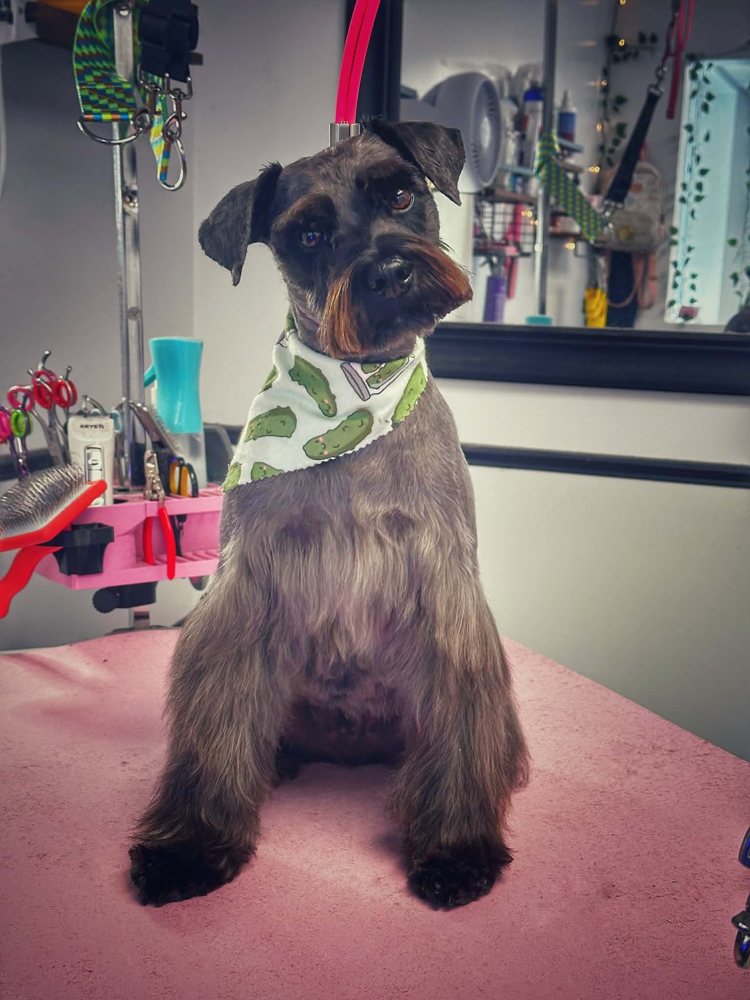 Dark small dog in tie on pawprint table