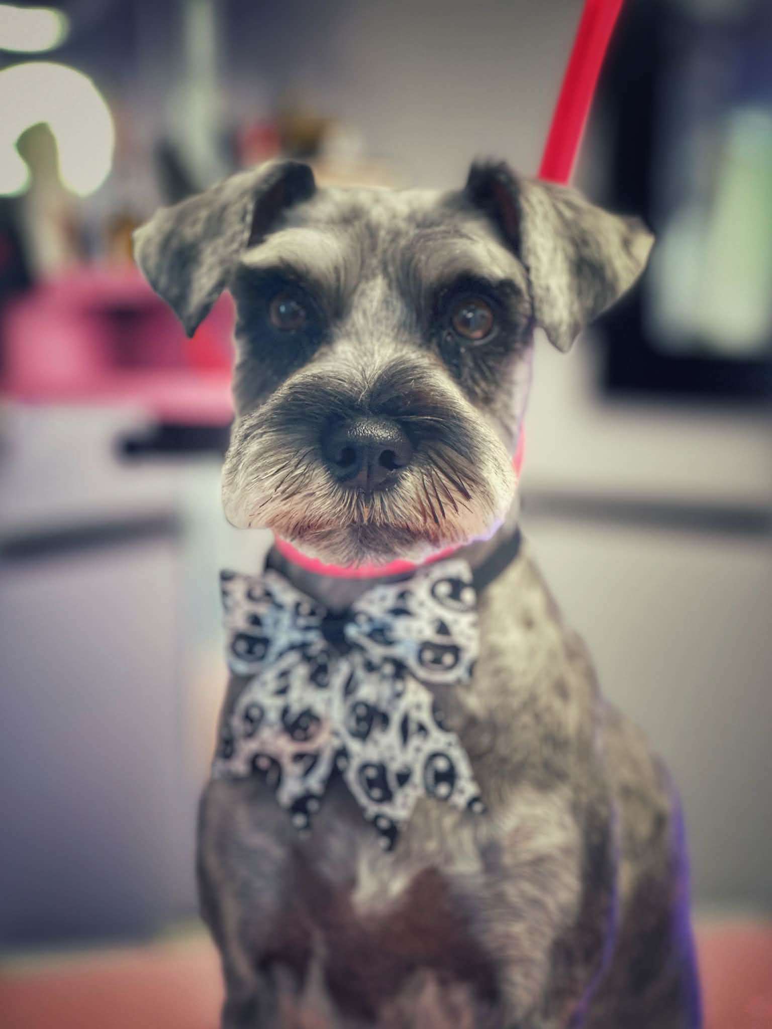 Dog with big ears and orange bandana