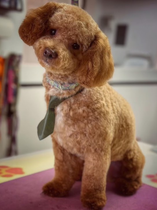Dark schnauzer-style groom with bandana