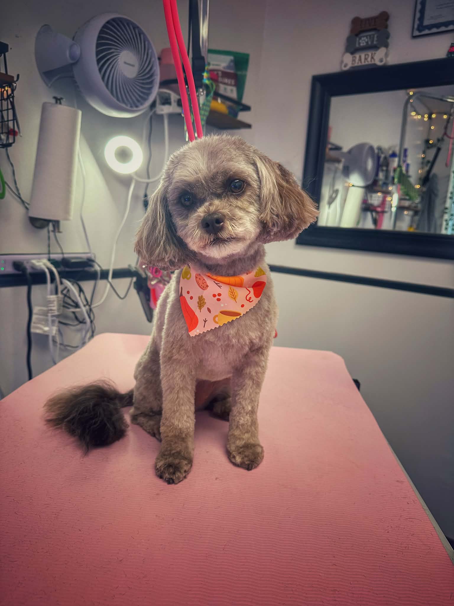 Tiny fluffy dog with Halloween bandana