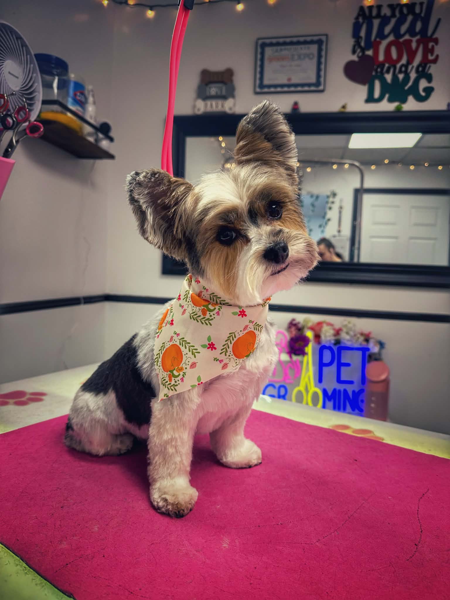 Fluffy white dog on pawprint table
