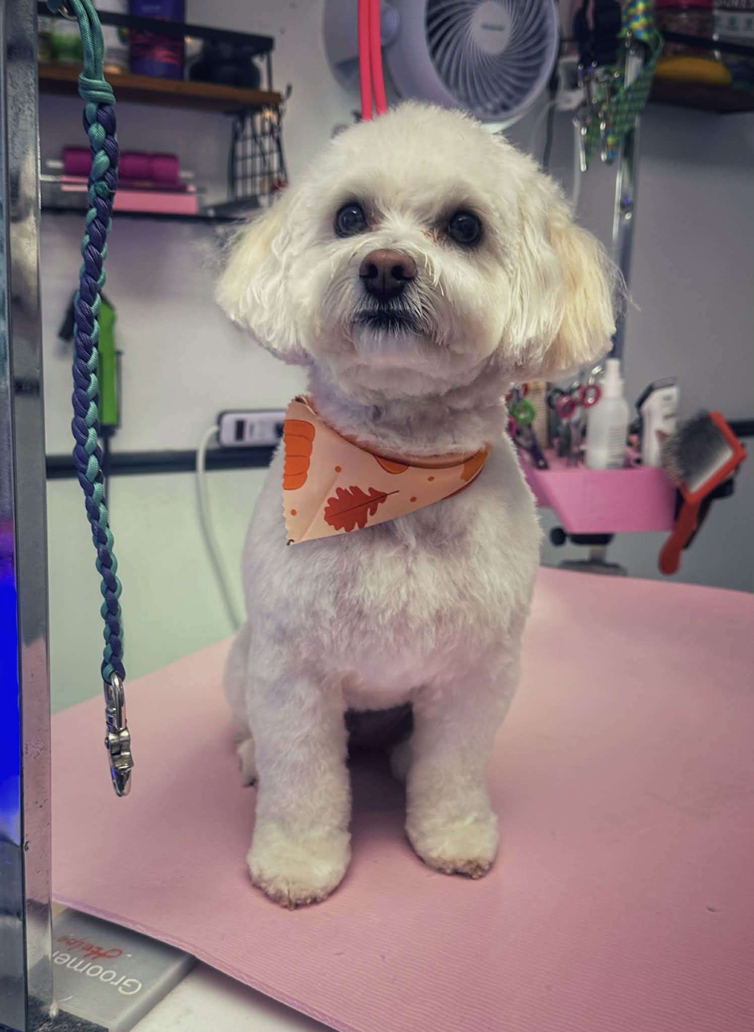 White fluffy small dog with colorful bandana