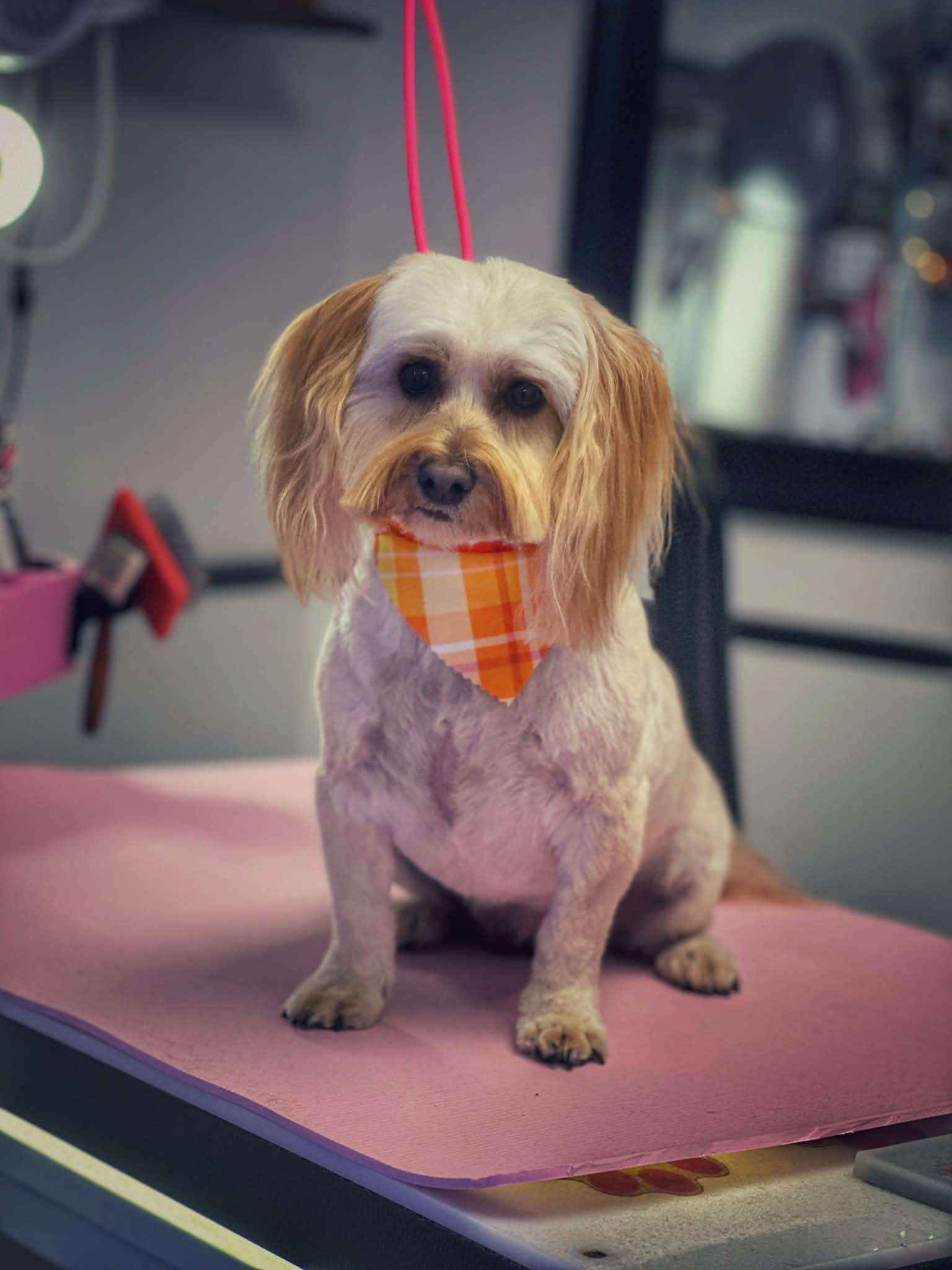 Dog with orange plaid bandana