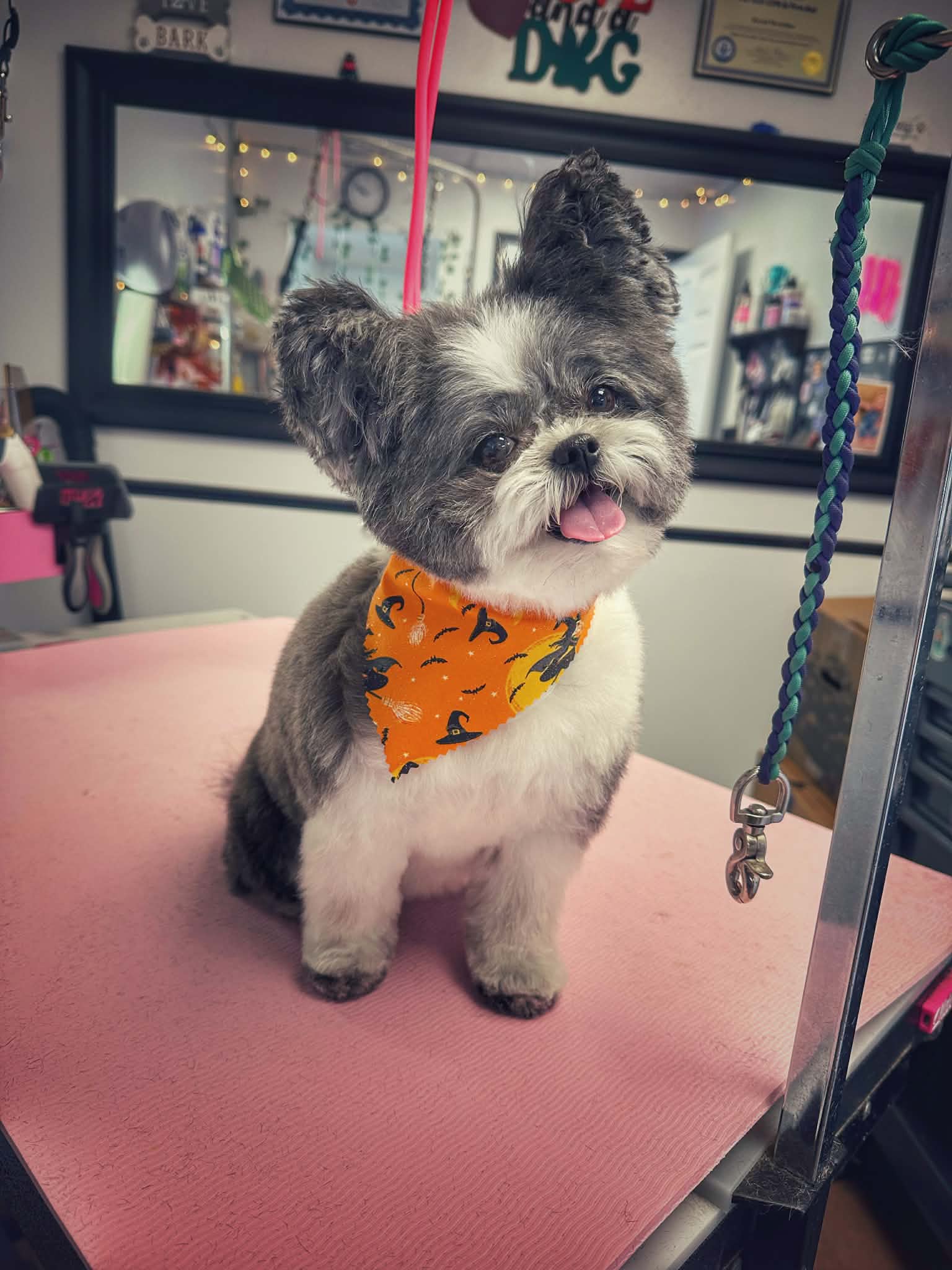 Dark small dog with green tie