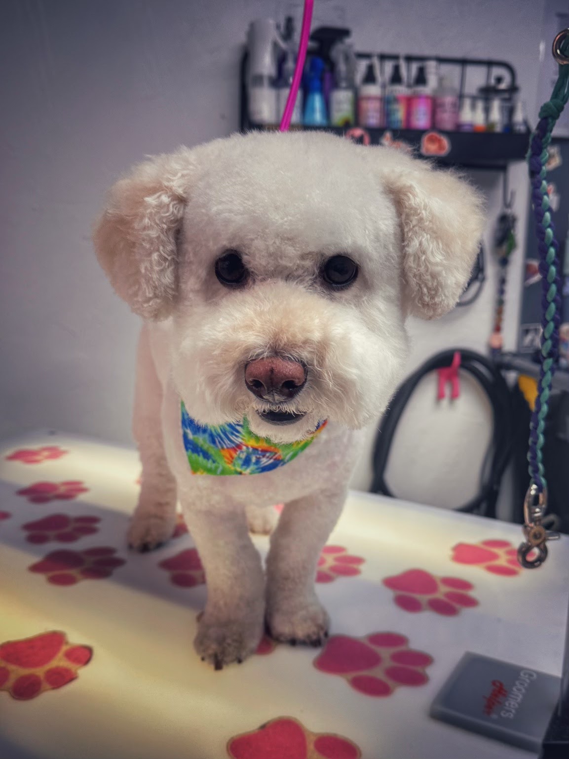 Mini schnauzer style groom