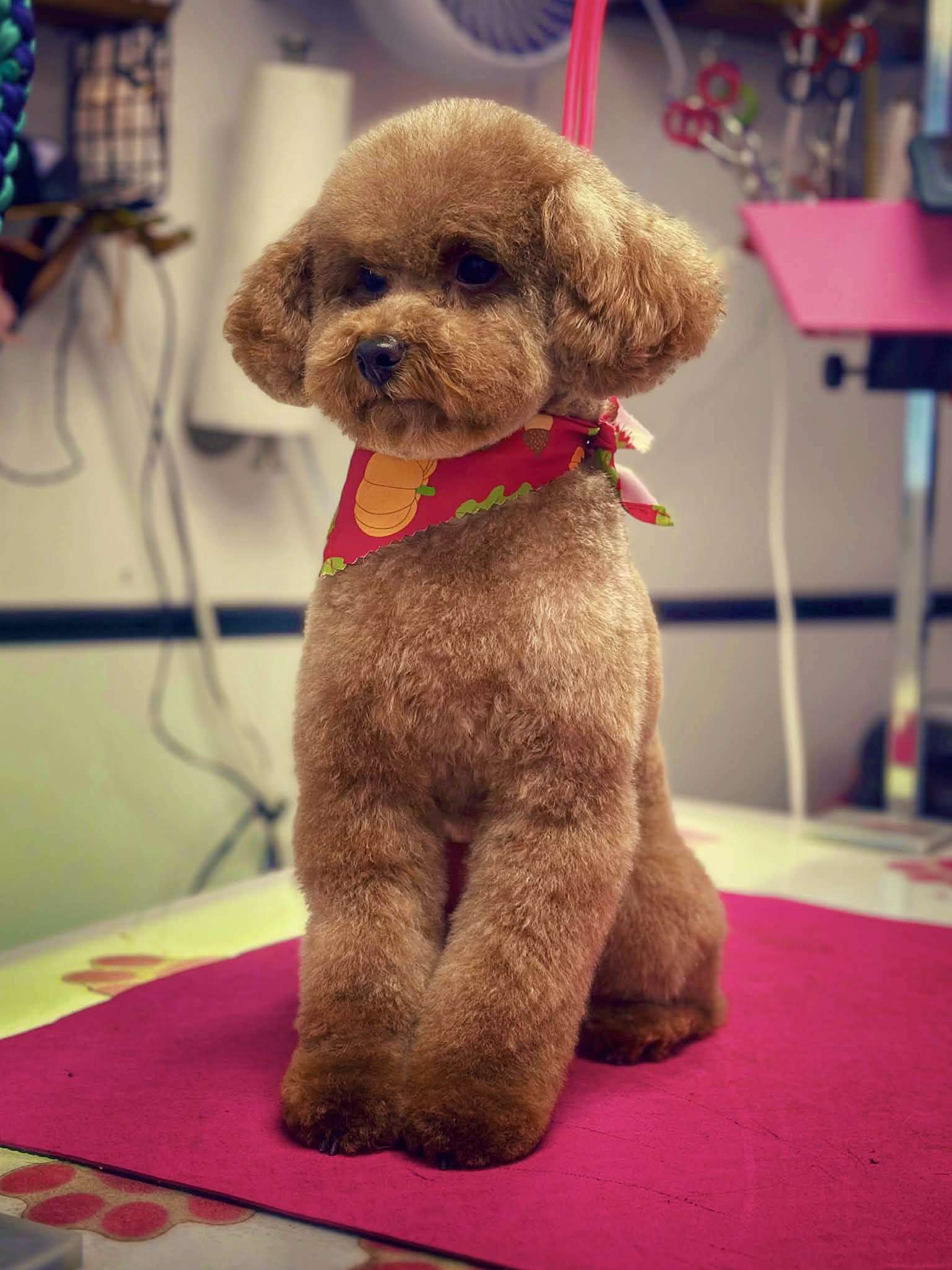 Small fluffy groomed dog