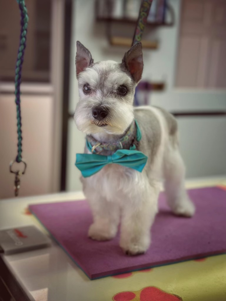 Curly coat dog with tie