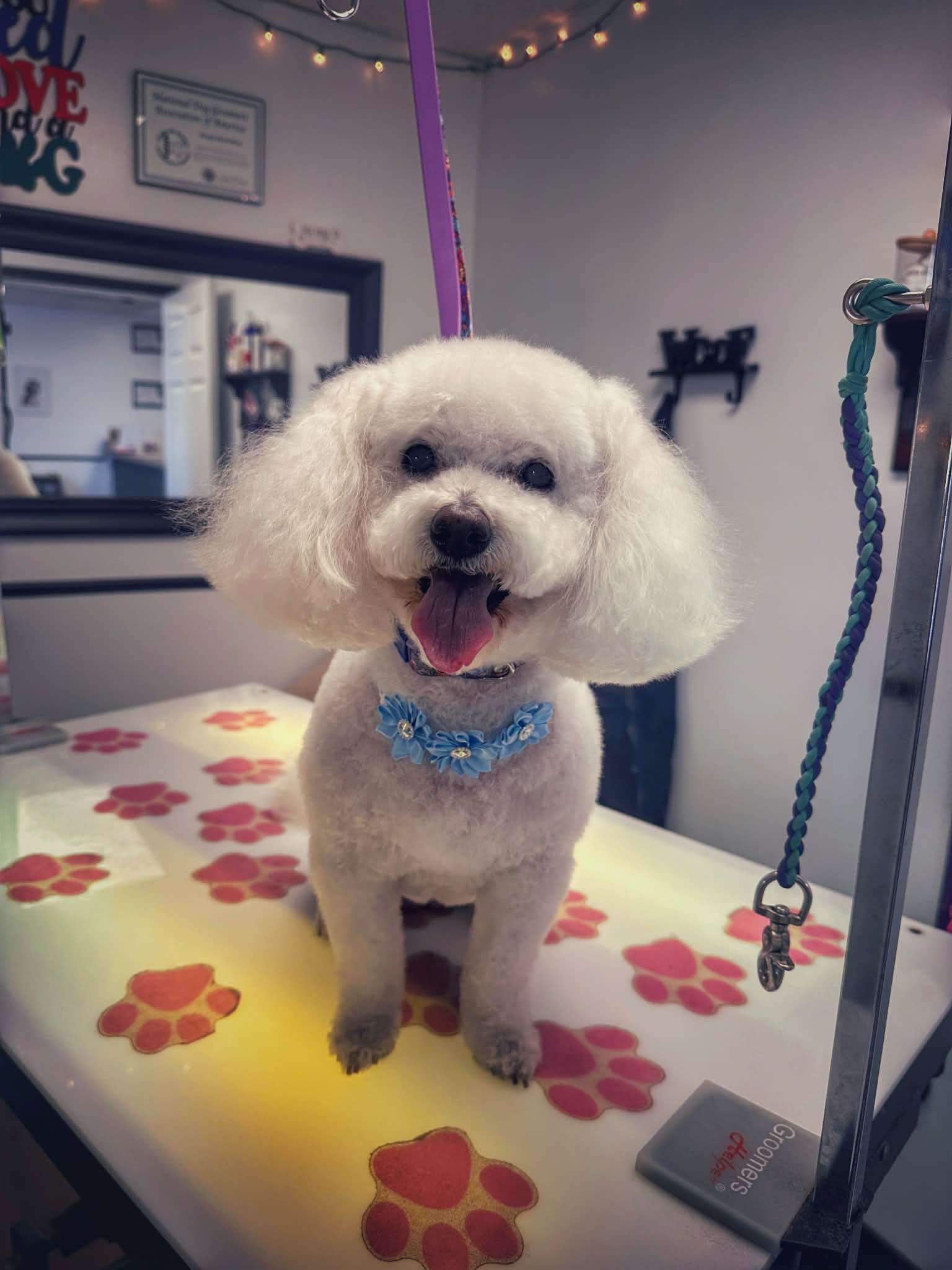 Happy white groomed dog