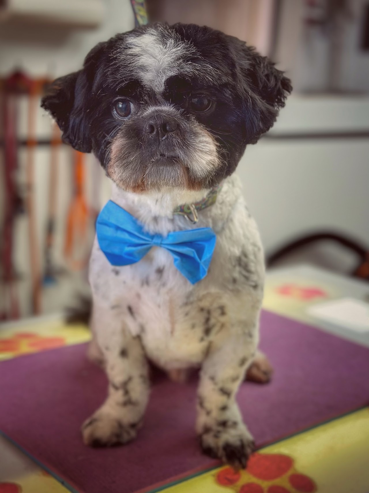 Schnauzer profile groom