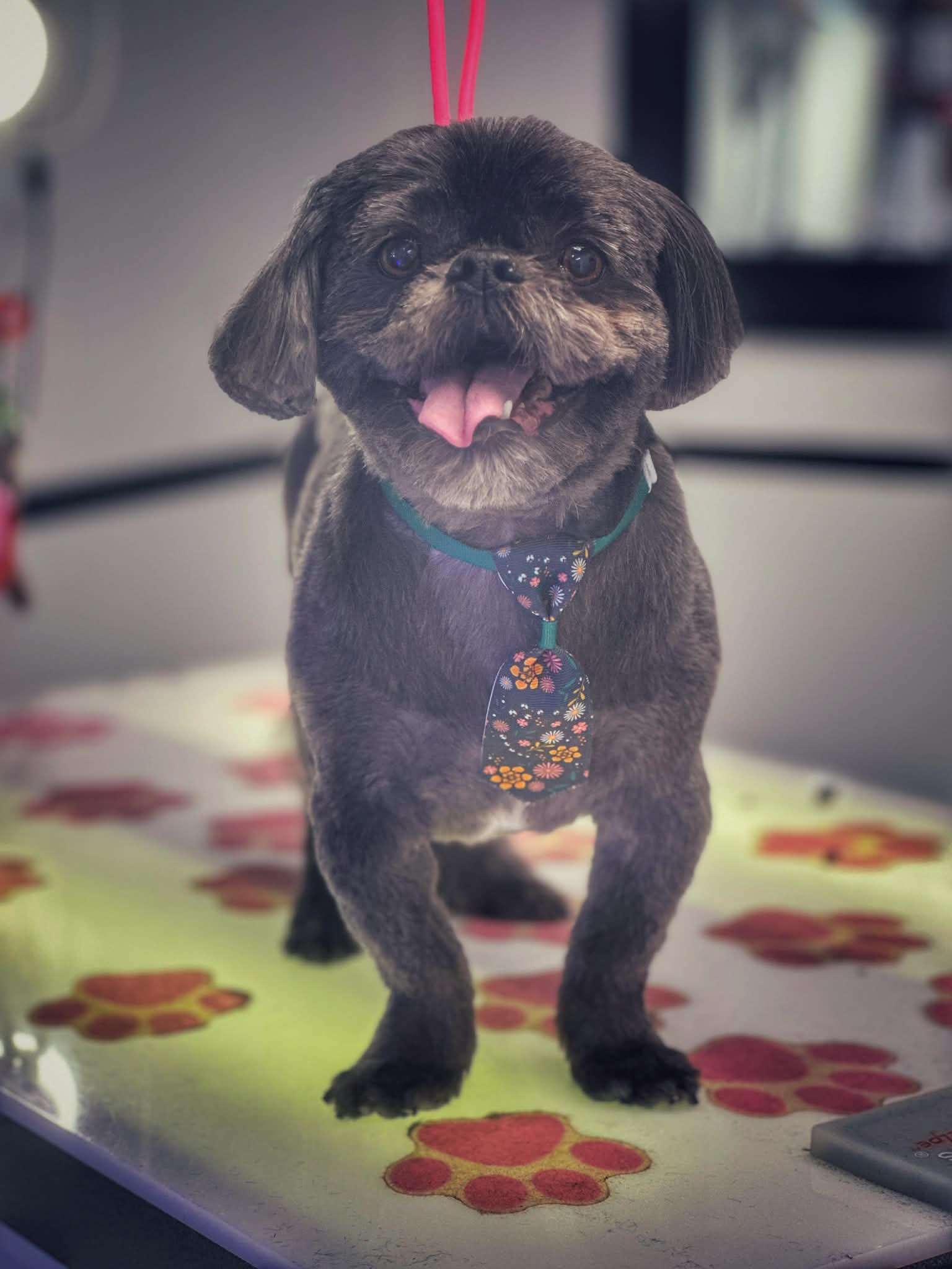 Dark happy dog with small tie