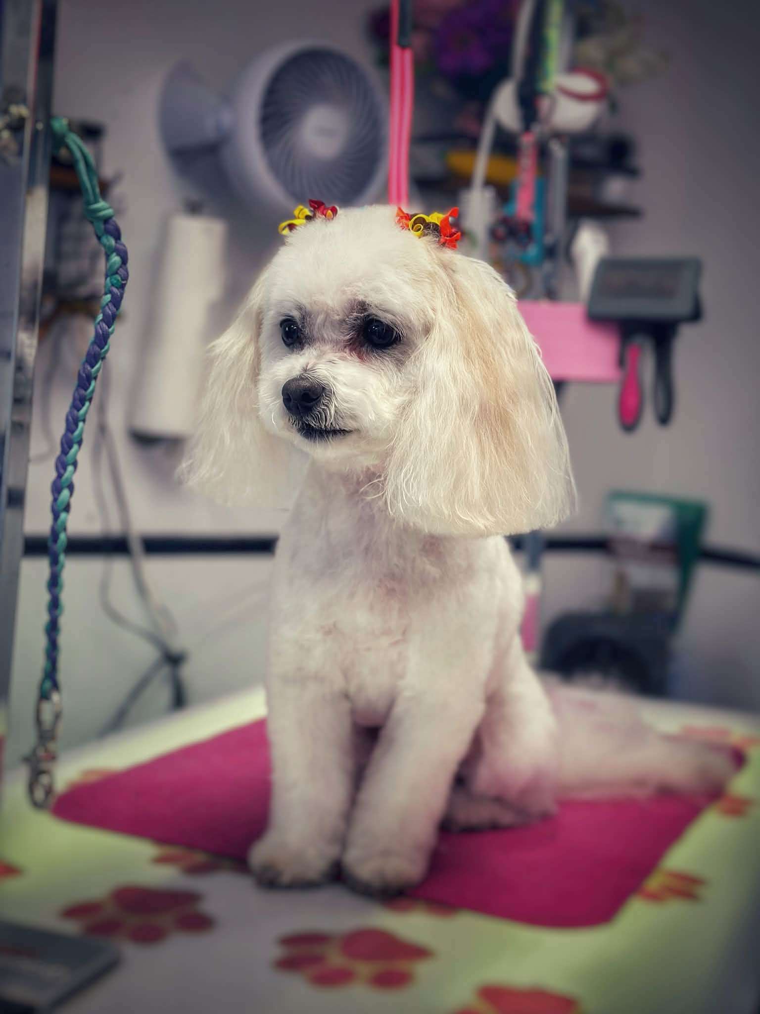 Small white groomed dog