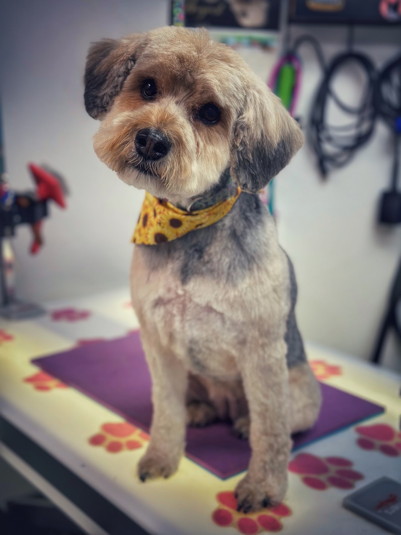 Grey schnauzer-type dog with bow tie
