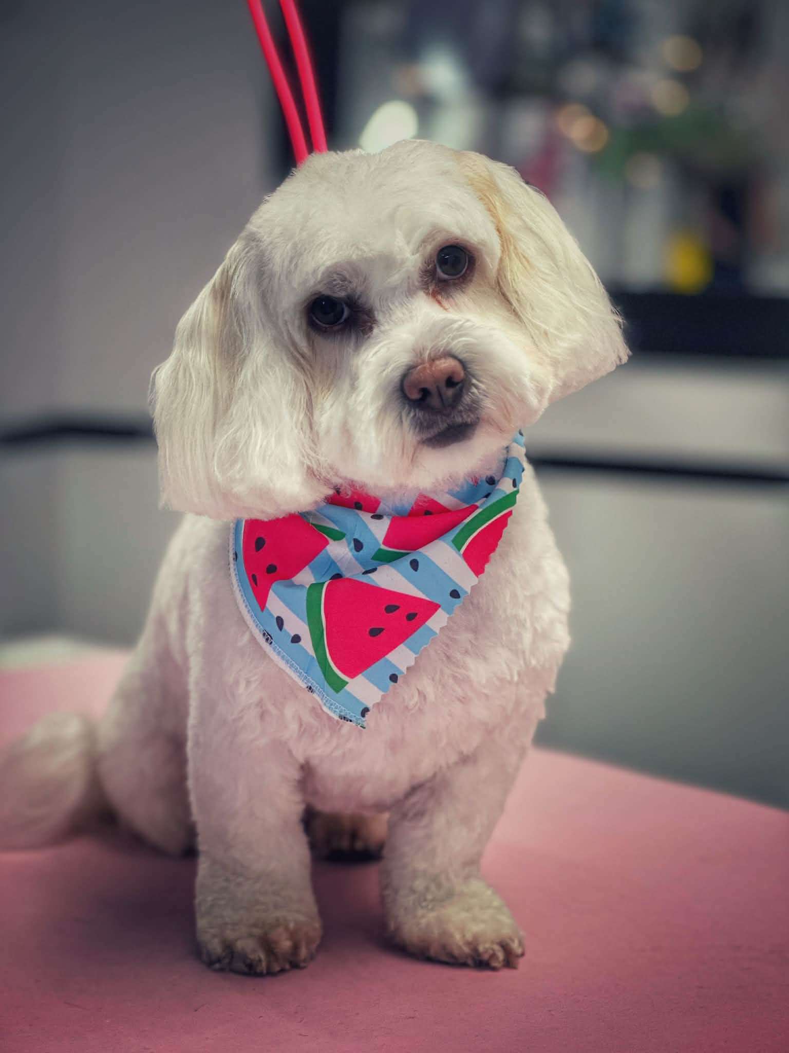 White dog with watermelon bandana