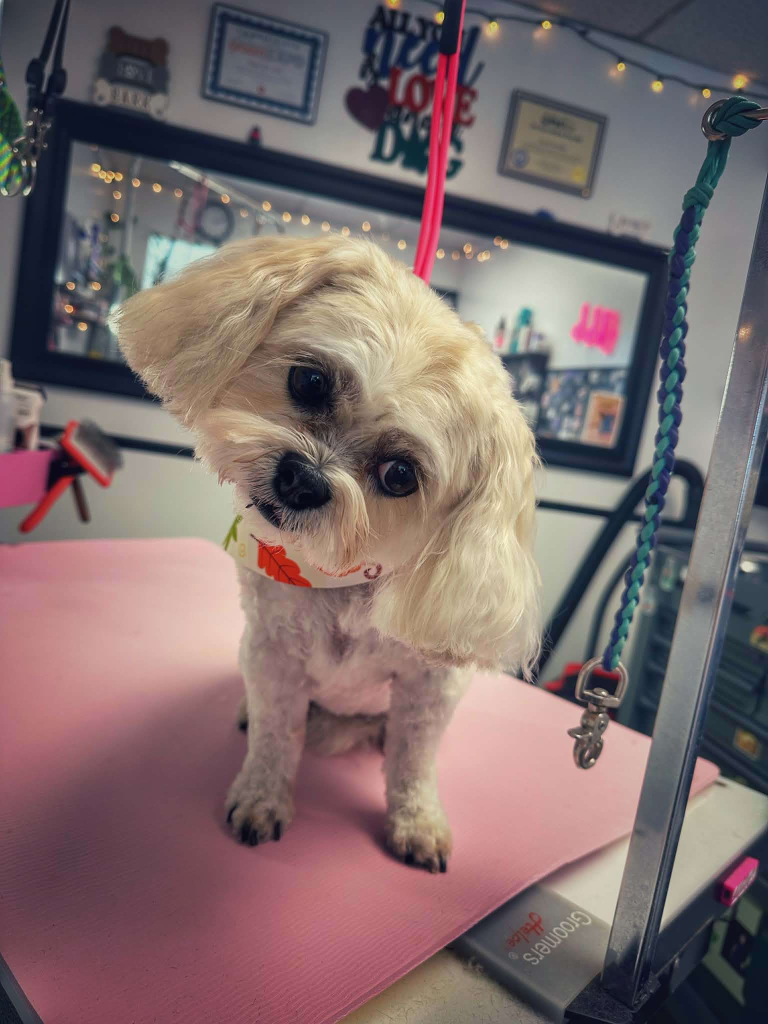 Light dog with fall bandana